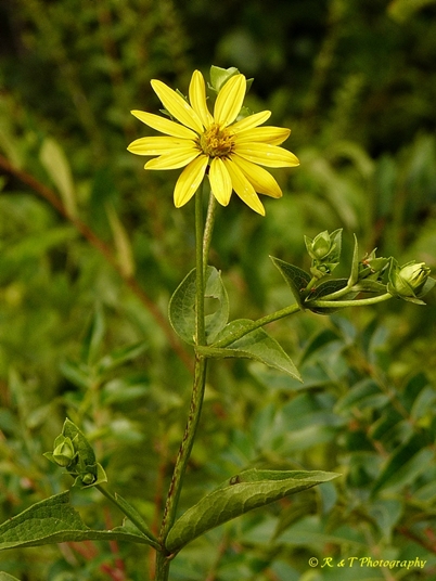 {Silphium latifolium}